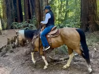 گھوڑی, Quarter Horse — تصویر 5