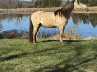 گھوڑا, Rocky Mountain Horse — تصویر 7