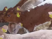 سانڈ, Simmental cattle — تصویر 5