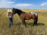 گھوڑا, Horses of Sable Island — تصویر 5