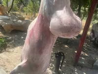 مینڈھا, Rhon sheep — تصویر 4