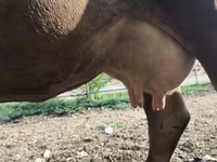 گائے, الاطاؤس نسل — تصویر 1