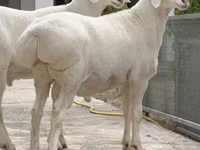 مینڈھا, Rhon sheep — تصویر 3