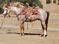 گھوڑا, National Show Horse — تصویر 5