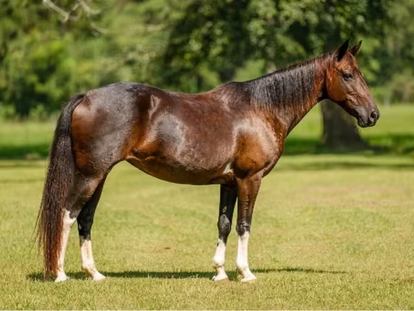 گھوڑی, American paint horse