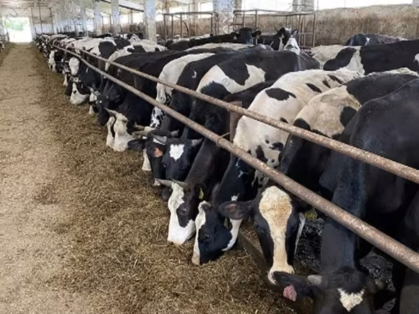 گائے, Yaroslavl cattle