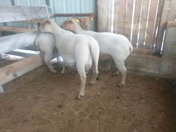 بھیڑ, Baerchuke sheep