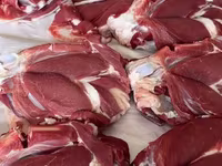 مینڈھا, بھیڑیں — تصویر 3
