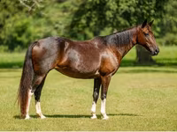 گھوڑی, American paint horse — تصویر 8