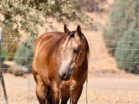 گھوڑا, Quarter Horse — تصویر 4