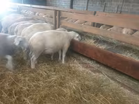 بھیڑ, Baerchuke sheep — تصویر 2