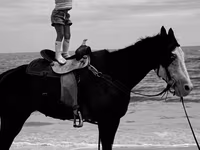 Mare, American paint horse — photo 3