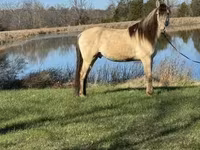 گھوڑا, Rocky Mountain Horse — تصویر 2