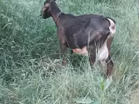 بکری, Nubian Goat — تصویر 4