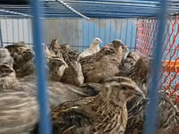 کنگ کوئل — تصویر 3
