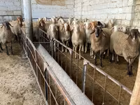 بھیڑ, Awassi sheep — تصویر 2