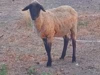 مینڈھا, بھیڑیں — تصویر 2