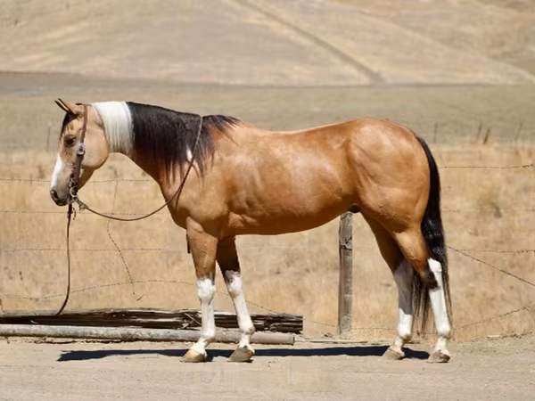 گھوڑی, Quarter Horse