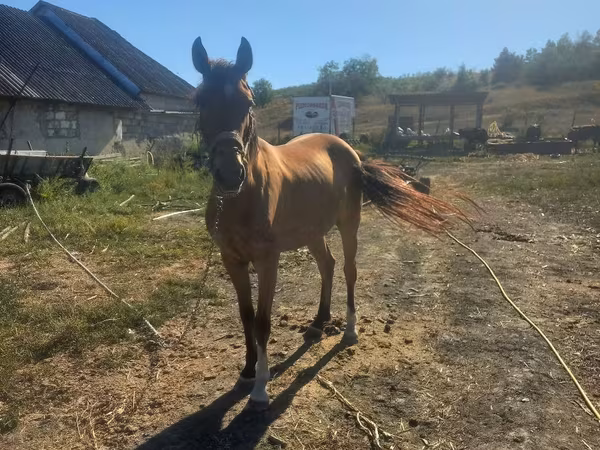 Mare, Horses