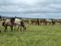 گھوڑی, Horse breed — تصویر 2