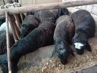 مینڈھا, Rhon sheep — تصویر 4