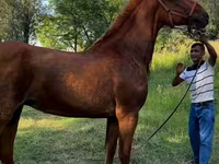 گھوڑی, Skyros Pony — تصویر 1