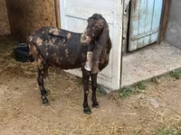 بکری, Kamori goats — تصویر 4