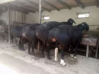 مینڈھا, بھیڑیں — تصویر 1