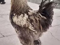 برہما — تصویر 6