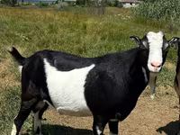Billy Goat, LaMancha goats — photo 2