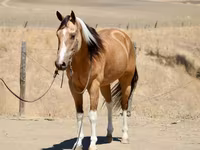 گھوڑی, Quarter Horse — تصویر 4
