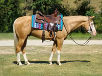 گھوڑا, Palomino — تصویر 4