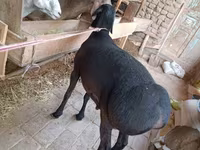 مینڈھا, بھیڑیں — تصویر 3