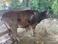 گائے, الاطاؤس نسل — تصویر 3