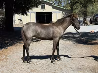گھوڑی, Rocky Mountain Horse — تصویر 5