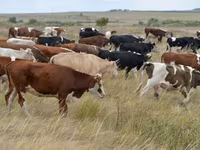 سانڈ, Simmental cattle — تصویر 3