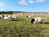 مینڈھا, Dorper sheep — تصویر 2
