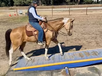 گھوڑی, Quarter Horse — تصویر 6