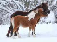 گھوڑا, American shetland pony — تصویر 6