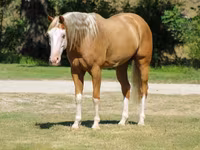 گھوڑا, Palomino — تصویر 7
