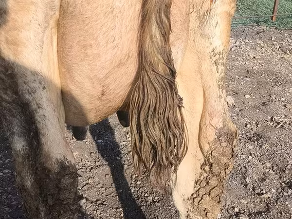 گائے, Swiss cattle