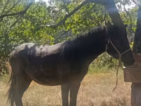 گھوڑا, French Trotter — تصویر 3