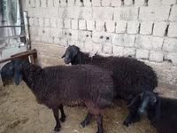 مینڈھا, بھیڑیں — تصویر 4