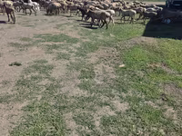 مینڈھا, Hissar sheep — تصویر 2
