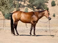گھوڑا, Quarter Horse — تصویر 7