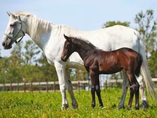 گھوڑی, Orlov Trotter