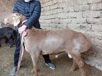 مینڈھا, بھیڑیں — تصویر 3