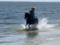 گھوڑی, Quarter Horse — تصویر 6