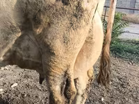 گائے, Swiss cattle — تصویر 2