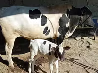 سانڈ, ایبرڈین – اینگس — تصویر 1